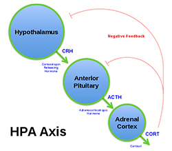 HPA Axis Diagram